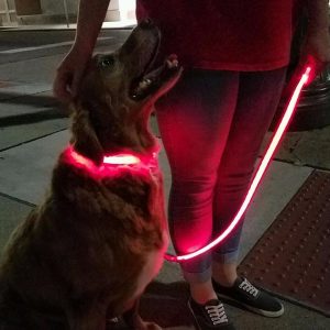 Illuma Collar Rechargeable Dog Collars Leashes