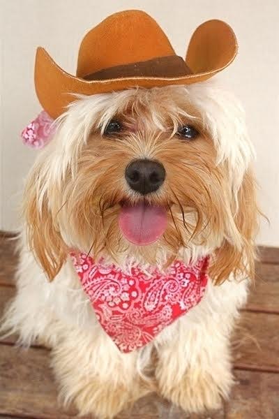 Western Cowboy Pet Hats