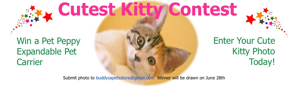Cutest Kitty Contest 2020