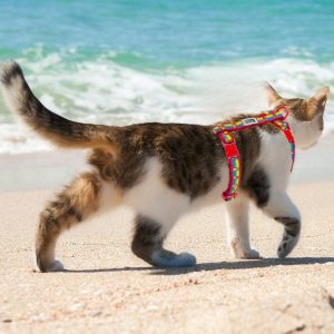 RC Pets Rainbow Paws
