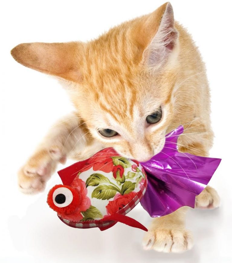 goli design cat toys