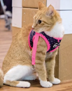 Catspia Cora Pink Cat