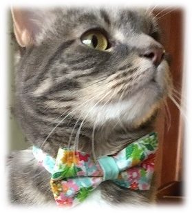 Made by Cleo Marigolds and Mint Floral Bow Tie Cat Collar