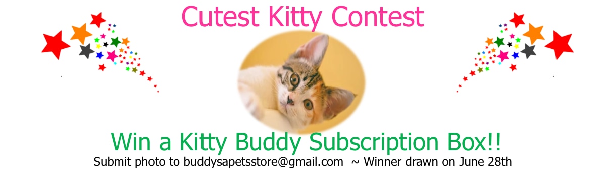 Cutest Kitty Contest june 21