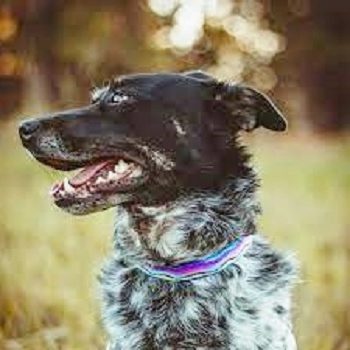 Lupine Pet Ripple Creek Dog Collar