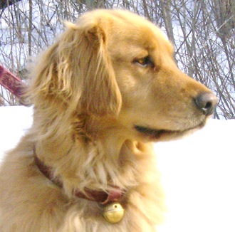 New England Dog Collar Bell