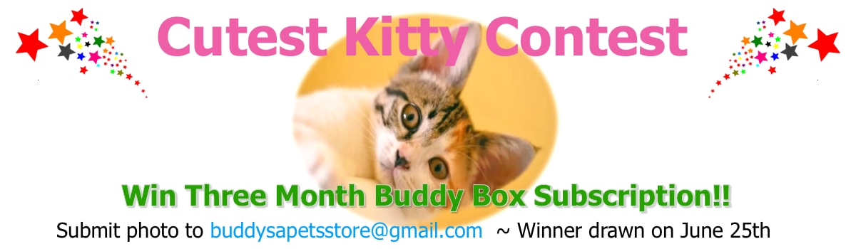 Cutest Kitty Contest June 2022