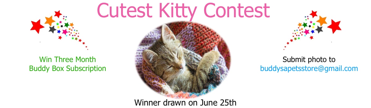 cutest kitty contest 2023