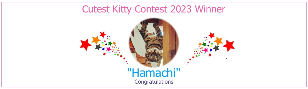 cutest kitty winner 2023