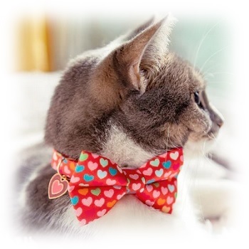 Made by Cleo Modern Love Bow Tie Cat Collar