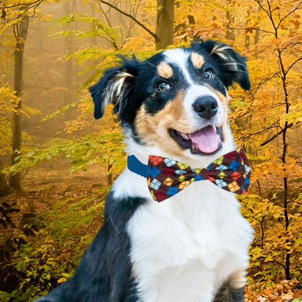 Worthy Dog Autumn Argyle