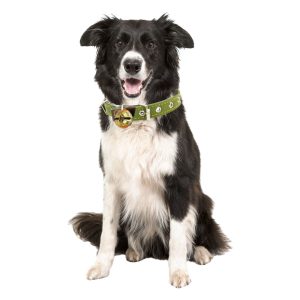 New England Dog Collar