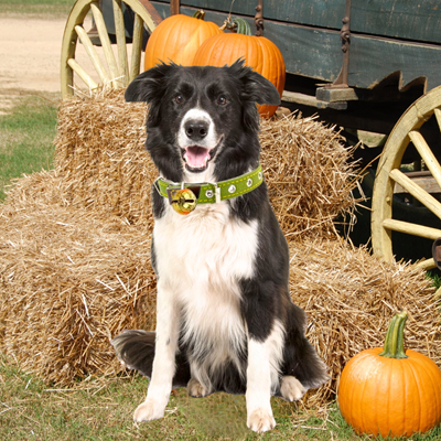 New England Dog Collar