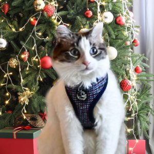 Catspia Darke Navy Cat