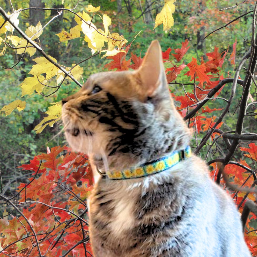 Up Country Bright Sunflower Cat Collar