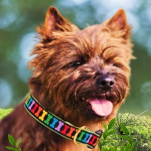 Up Country Designer Rainbones Dog Collar