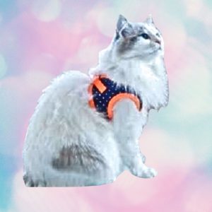 Catspia Cora Orange Cat