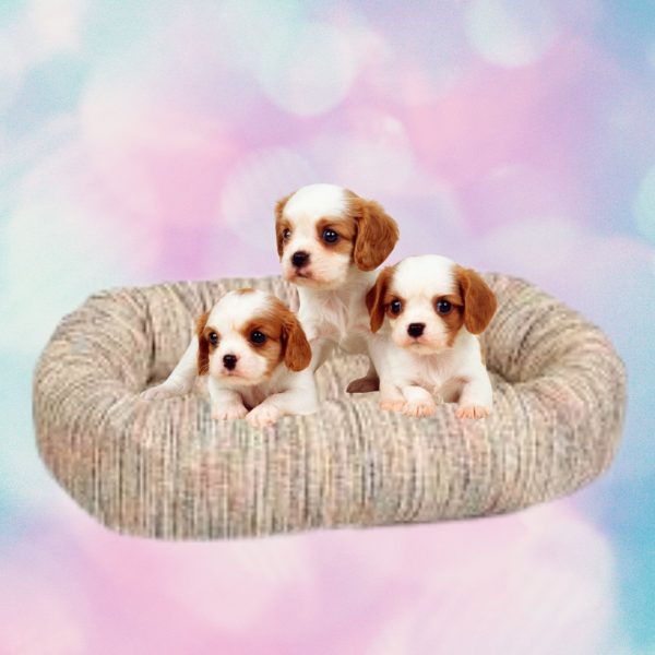 Bowser Bed Performance Chenille