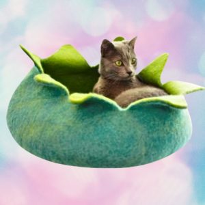 Dharma Dog Karma Cat