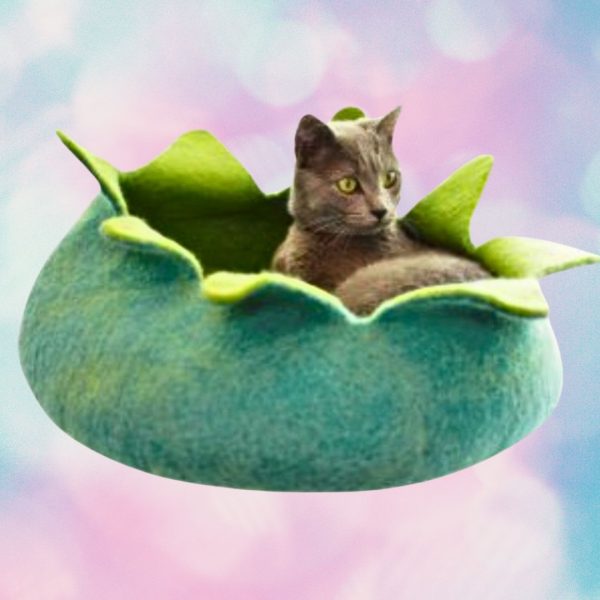 Dharma Dog Karma Cat