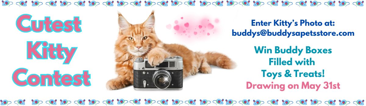 May Cutest Kitty Contest 2025