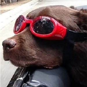 ILS Shiny Doggle