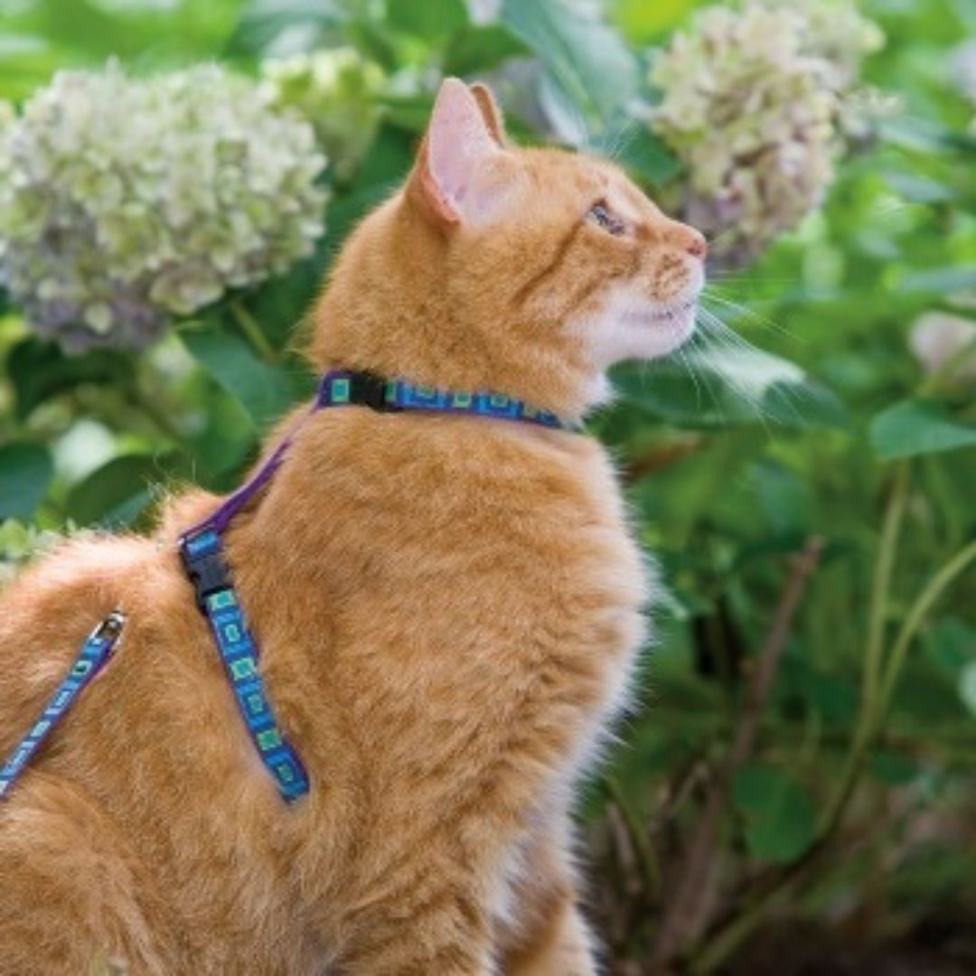 Lupine Pet Sea Glass