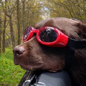 ILS Shiny Doggle