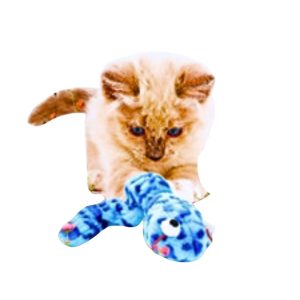 Coastal Pet Turbo Creature