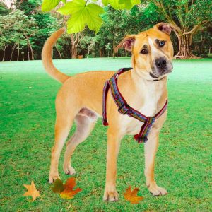 Lupine Pet El Paso
