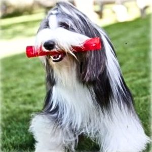 Kong Squeezz Stick