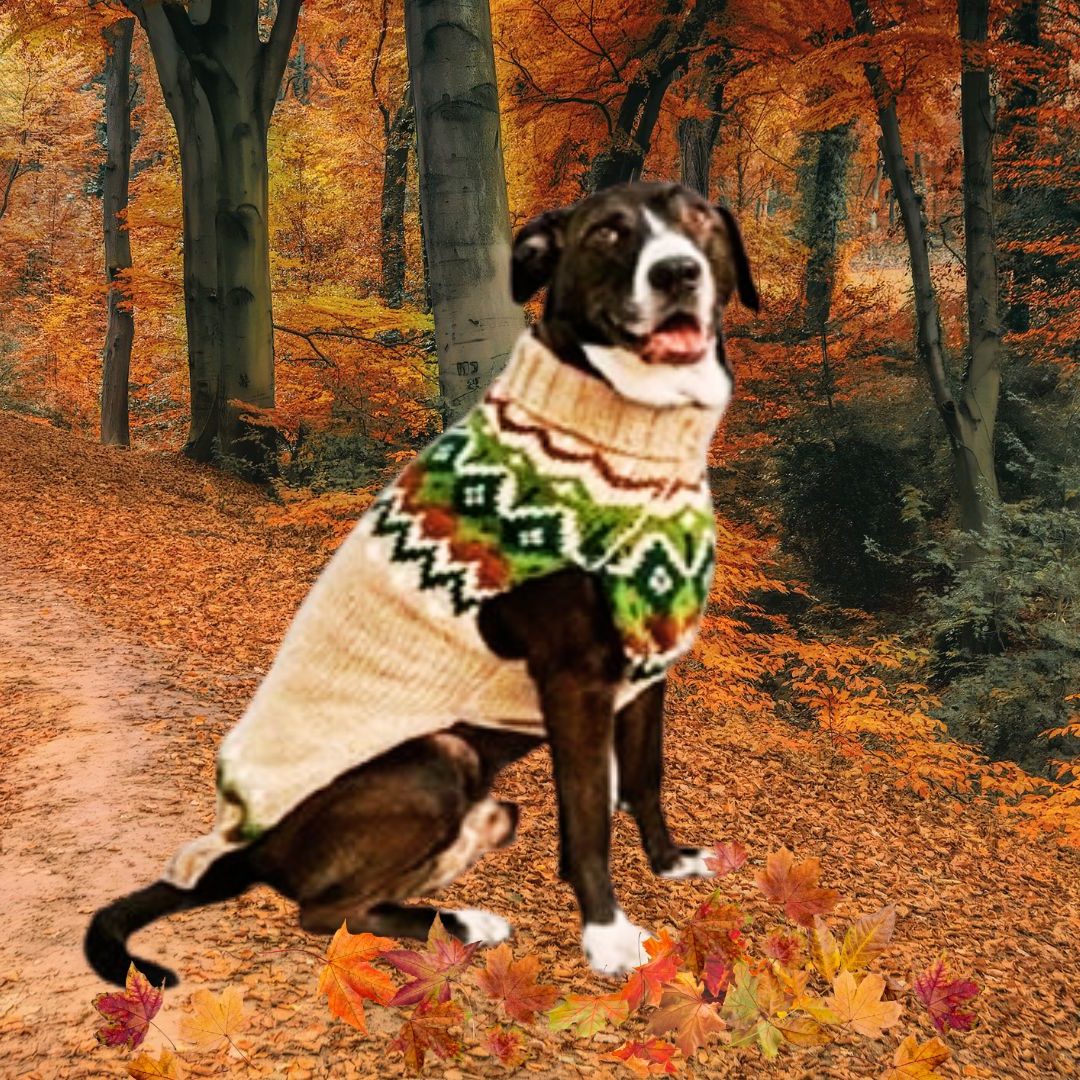 Chilly Dog Ragg