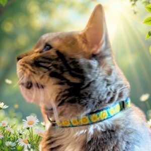 Up Country Bright Sunflower