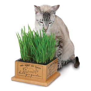 Pioneer Pet Kitty’s Garden