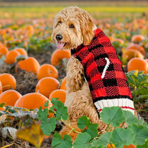 Chilly Dog Buffalo Plaid