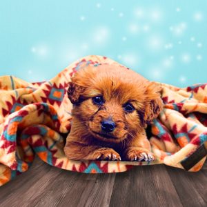 Tall Tails Southwest Dog Blanket