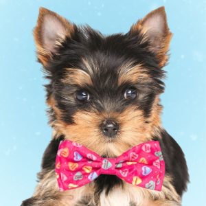 Worthy Dog Puppy Love