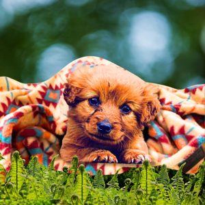 Tall Tails Southwest Dog Blanket