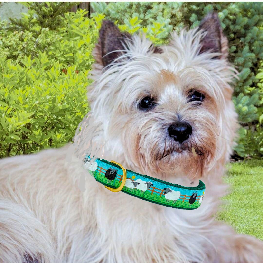 Up Country Counting Sheep