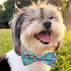 Worthy Dog Popsicles Bow Tie.