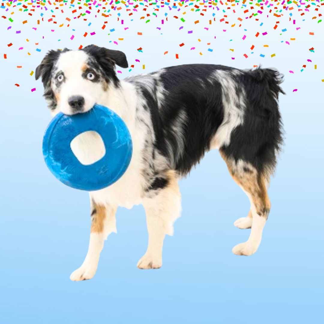West Paw Sailz Seaflex Flyers Dog Toy