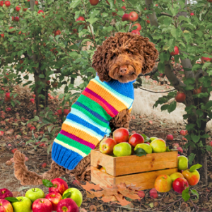 Chilly Dog Royal Stripe Dog Sweater
