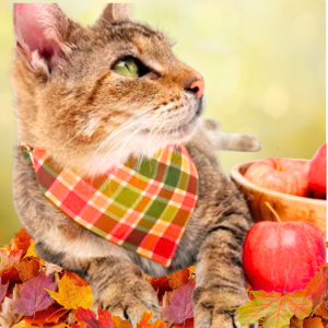 Made by Cleo Apple Crisp Cat Bandana