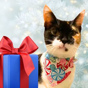 Bandy’s Bandanas Peppermint
